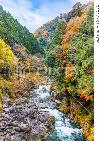 東京、奥多摩の綺麗な紅葉の景色 東京、奥多摩の綺麗な紅葉の景色 96775131