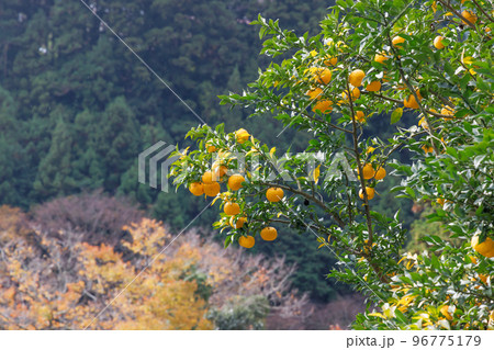 山間に植えられた美味しそうなミカンの木 山間に植えられた美味しそうなミカンの木 96775179