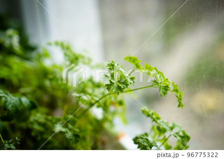 Fresh green herbs growing on windowsill, home garden Fresh green herbs growing on windowsill, home garden 96775322