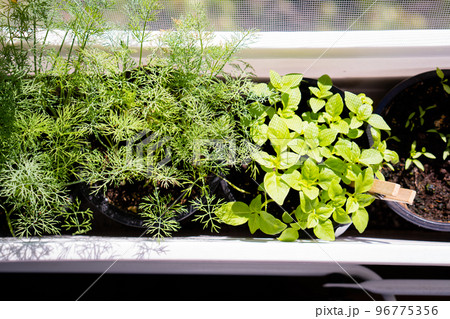 Basil and dill, fresh green herbs growing on windowsill, home garden Basil and dill, fresh green herbs growing on windowsill, home garden 96775356