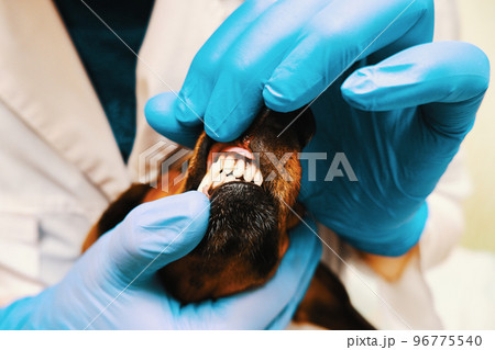The veterinarian examines the dog's teeth. Dog's mouth and hands of a veterinarian in gloves close up The veterinarian examines the dog's teeth. Dog's mouth and hands of a veterinarian in gloves close up 96775540