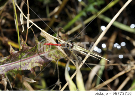 ヒメアカネ ヒメアカネ 96775716