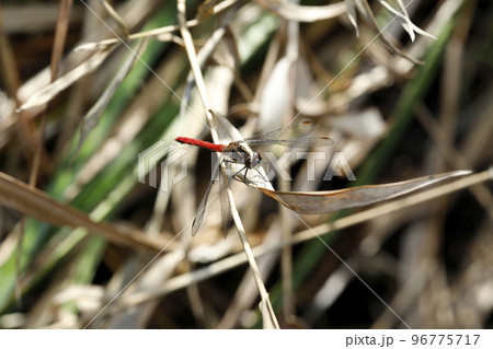 ヒメアカネ ヒメアカネ 96775717