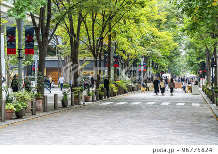 【東京都】街路樹の緑が綺麗な丸の内仲通り 【東京都】街路樹の緑が綺麗な丸の内仲通り 96775824