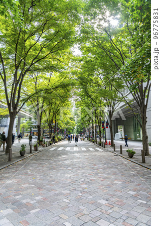【東京都】街路樹の緑が綺麗な丸の内仲通り 【東京都】街路樹の緑が綺麗な丸の内仲通り 96775831