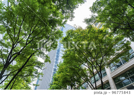 【東京都】街路樹の綺麗な緑と丸の内の高層ビル 96775843