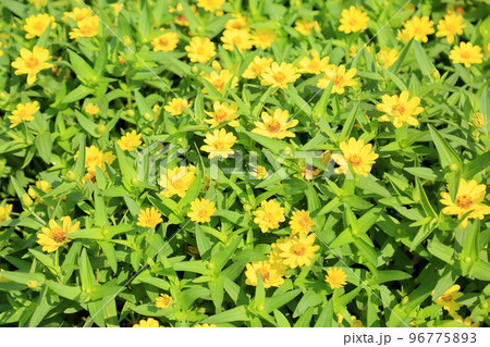 ジニアの花 ジニアの花 96775893