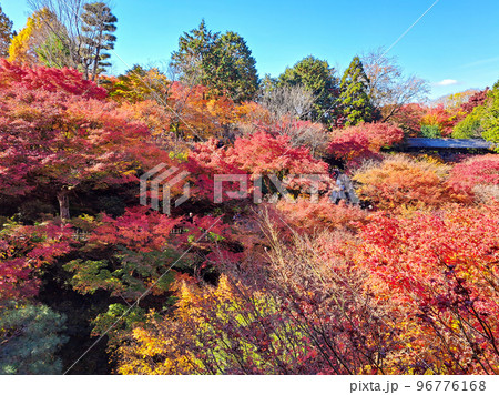 紅葉の海 96776168