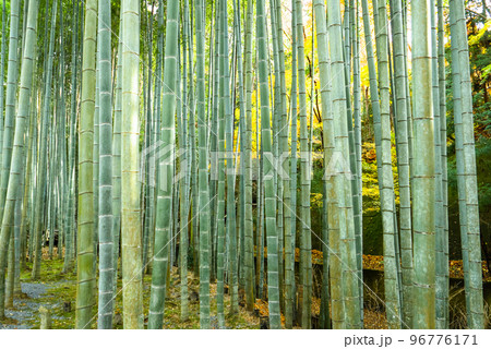秋の応挙竹林 96776171