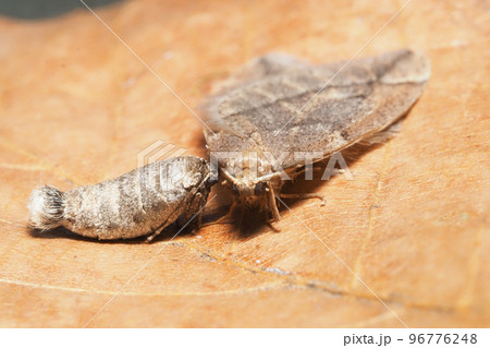 ウスバフユシャク（ペア） 96776248