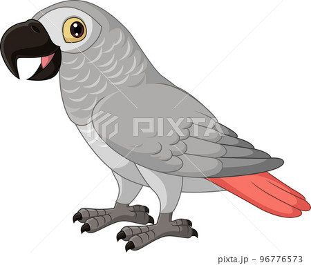 Cartoon Congo Grey Parrot on White Background Cartoon Congo Grey Parrot on White Background 96776573