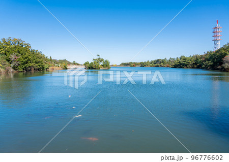 三重県鈴鹿市　秋の鈴鹿青少年の森にある道伯池と鯉 96776602