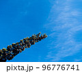 松の木と空 96776741