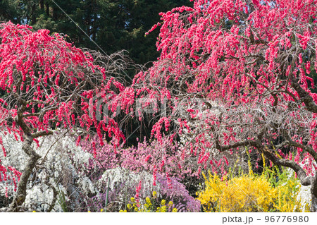 満開の枝垂れ桃の花 96776980