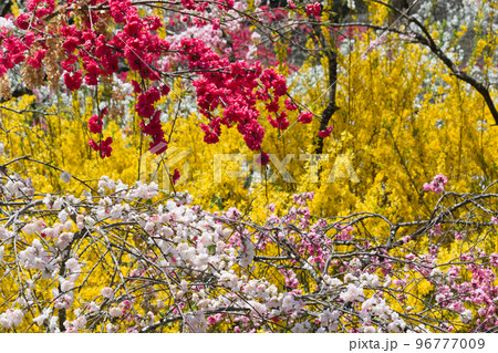 満開の枝垂れ桃の花とレンギョウ 満開の枝垂れ桃の花とレンギョウ 96777009