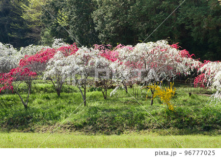 満開の枝垂れ桃の花 満開の枝垂れ桃の花 96777025