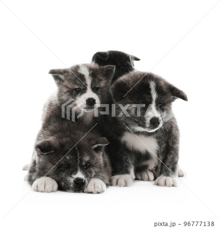 Cute Akita inu puppies on white background. Friendly dogs 96777138