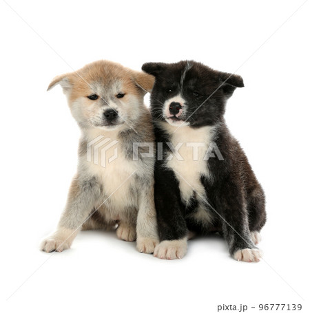 Cute Akita inu puppies on white background. Friendly dogs 96777139