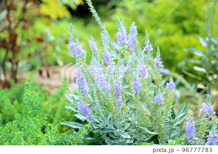 トウテイランの花 96777783