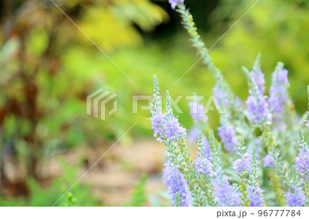 トウテイランの花 トウテイランの花 96777784