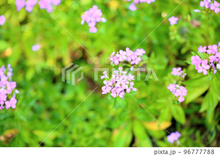 ハマナデシコの花 96777788