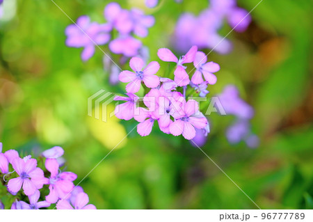 ハマナデシコの花 96777789