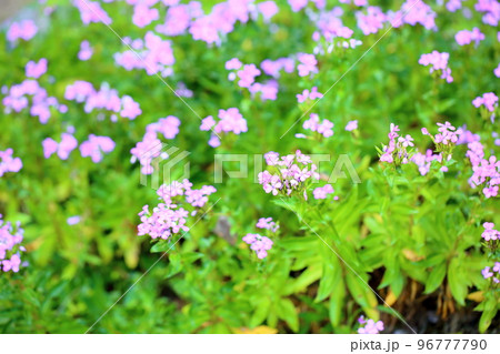 ハマナデシコの花 96777790