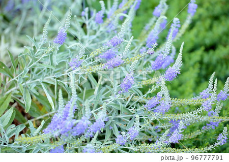 トウテイランの花 96777791