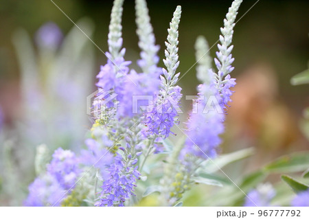 トウテイランの花 トウテイランの花 96777792