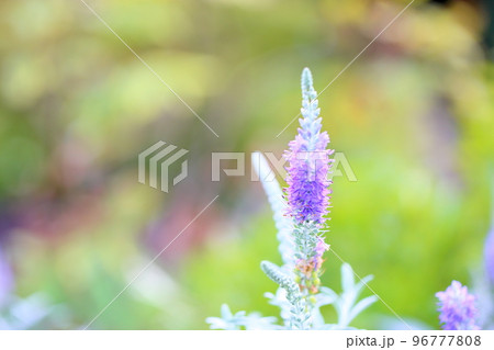 トウテイランの花 トウテイランの花 96777808
