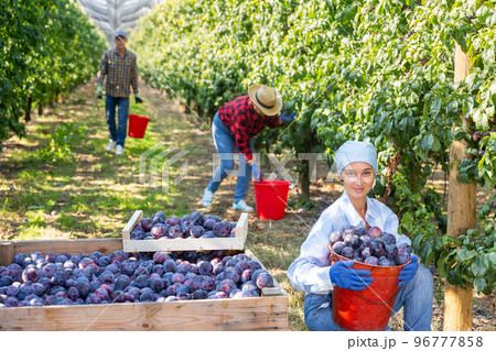 Female plantation worker squatting with bucket of plums Female plantation worker squatting with bucket of plums 96777858