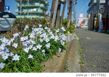 ハナニラ・植え込み・花・道端・道路脇・咲く・足元・街中・アップ 96777882