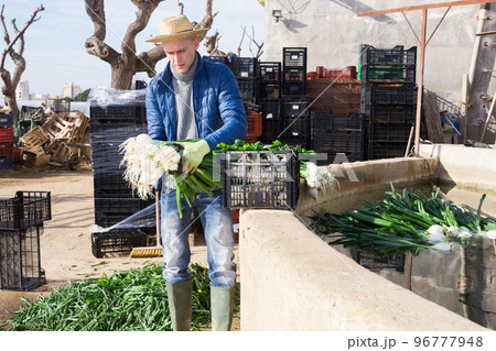 Farmer washing freshly harvested green onions Farmer washing freshly harvested green onions 96777948