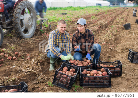 Farmers posing on vegetable plantation near pile of plastic boxes with freshly picked potatoes. Concept of successful agrarian business and rich potato harvest Farmers posing on vegetable plantation near pile of plastic boxes with freshly picked potatoes. Concept of successful agrarian business and rich potato harvest 96777951