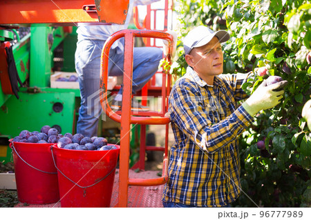 Farm worker picking plums on harvesting platform in garden 96777989