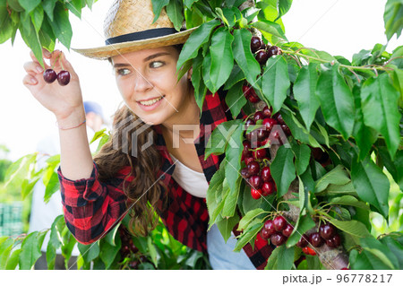 Woman farmer picking sweet cherries in orchard Woman farmer picking sweet cherries in orchard 96778217