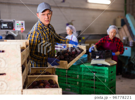 Three workers sorting and packing plums in sorting room 96778221