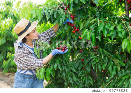 Middle aged woman picking cherries in fruit garden 96778328