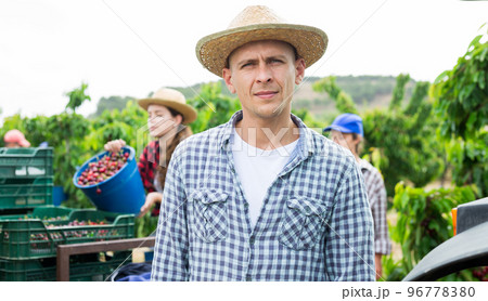 Farmer standing in orchard while harvesting sweet cherries 96778380