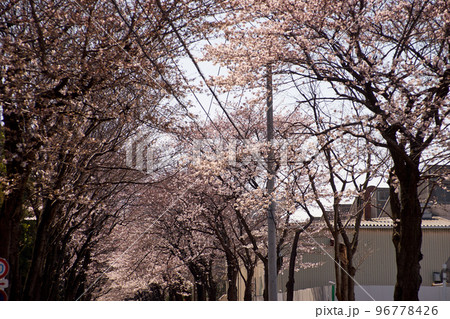 桜並木・桜・満開・春・日本・花・ソメイヨシノ・風景・風情 96778426