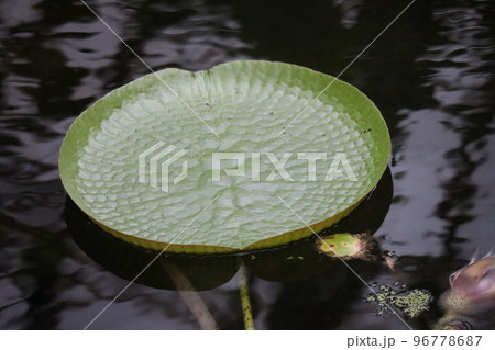 緑のオオオニバスの葉のある池の風景 96778687