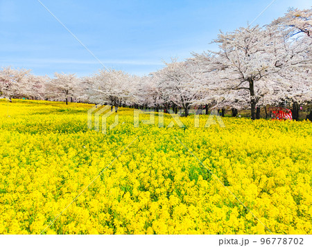 赤城南面千本桜と菜の花 96778702