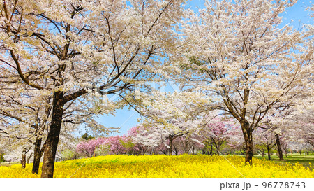 赤城南面千本桜と菜の花 赤城南面千本桜と菜の花 96778743