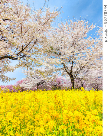 赤城南面千本桜と菜の花 赤城南面千本桜と菜の花 96778744