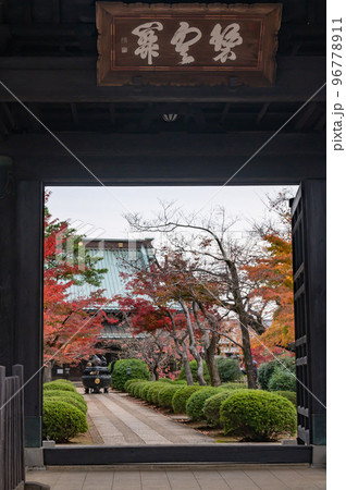 紅葉が美しい豪徳寺山門 96778911