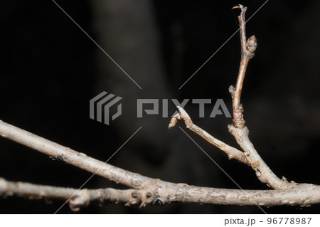 クワエダシャクの幼虫(中央) クワエダシャクの幼虫(中央) 96778987