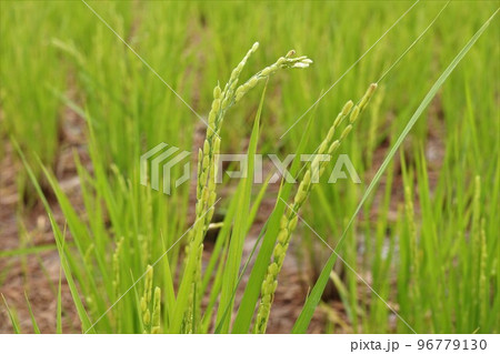二番穂の育つ水田 96779130