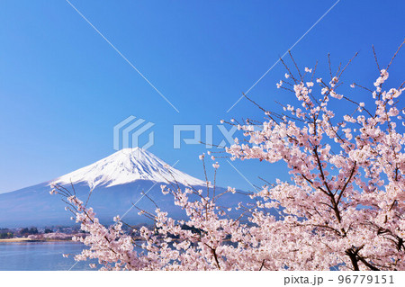 日本の春　富士山と桜 96779151