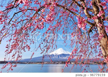 日本の春　富士山と枝垂れ桜 96779159