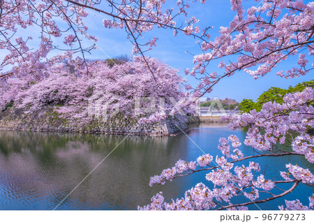 春爛漫の彦根城の外濠 96779273